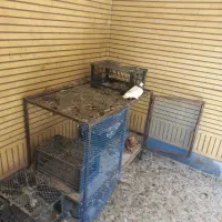مقداری کبوتر دارم درجه یک
