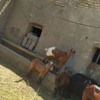 دو تا بز|حیوانات مزرعه|میاندوآب, |دیوار