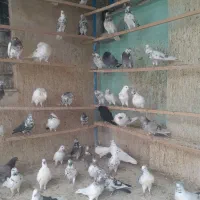 کبوترپرشی