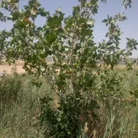 1000-متر-باغ-پسته-1700