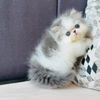 پرشین اگزوتیک