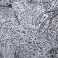 یک قطعه زمین