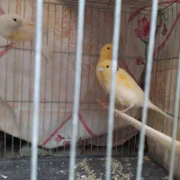 ۴قناری موزاییکی|پرنده|خرم‌آباد, |دیوار