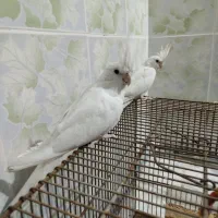 اسباب بازی