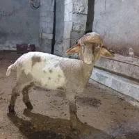یک راس گوسفند بره ماده گوشتی کشتاری
