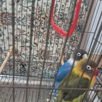 طوطی برزیلی نقاب دار