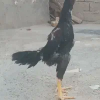 جوجه لاری