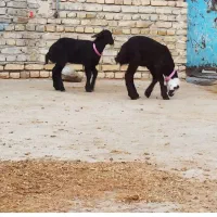 ۱۰۰ راس بره پرواری
