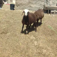 دوتا بره ماده قلمدار