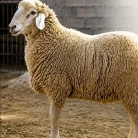 %صدرصد تضمینی از نظر کیفیت سالمی گوسفند زنده رزاق
