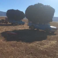 نوارتیپ ضایعتی
