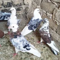 کفتر خوش حال پرشی