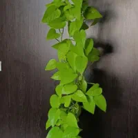 پتوس نئون
