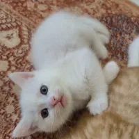 باکیفیت