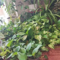 زمین باغی گلخانه ای دوبر