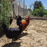 مرغ و خروس