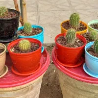 کاکتوس|گل و گیاه طبیعی|کاشان, سلطان امیر احمد|دیوار
