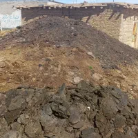 گوته گوسفند