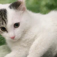 واگذاری گربه