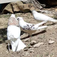 کبوترای اصیل چت عکس بده قیمت بدم تشکر