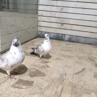 کفتر جفت پرشی