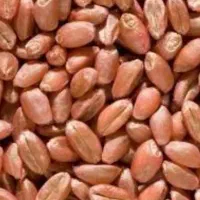 بذر گندم سایسون