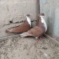 کبوتر نر و ماده ریش سرخ