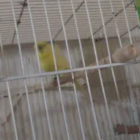 مرغ عشق پروانه ای نر