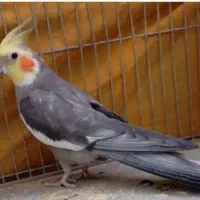 عروس هلندی نر تپل