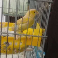قناری ماده