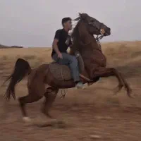 سواریدار