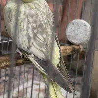 عروس هلندی ماده