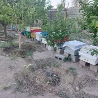 فروش کندوزنبورعسل نژادکارنیکا