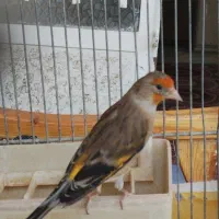 سهره قناری
