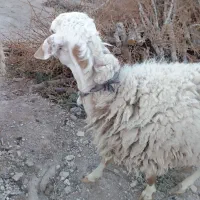 میش بوری چاق