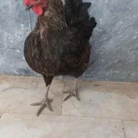 مرغ ماده محلی تخم گذار