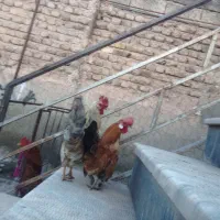 خروس|حیوانات مزرعه|خوی, |دیوار
