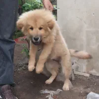 سگ چاو چاو
