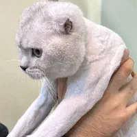 اصلاح تخصصی سگ و گربه گرومینگ حرفه ای در کاشان