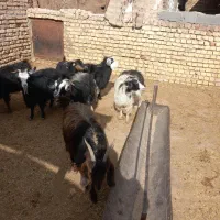 بزولایتی جوان