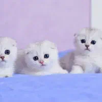 گربه اسکاتیش وایت