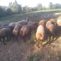 میش داشتی