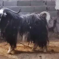 نربز شیرازی