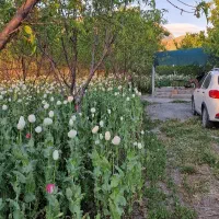 باغ ۱۳۴۰متر جاده سنندج