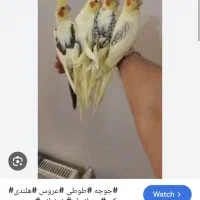 عروس هلندی دوکت گم شده