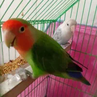 طوطی برزیلی کوتوله