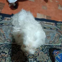 سگ پشمالو خونگی