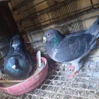 کبو تر پلاکی