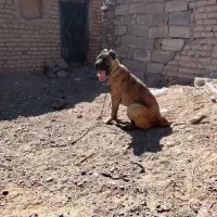 واگذاری 2قلاده سرابی