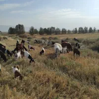 فروش ۲۰ راس بز دو رگ پاکستانی کهره دار
